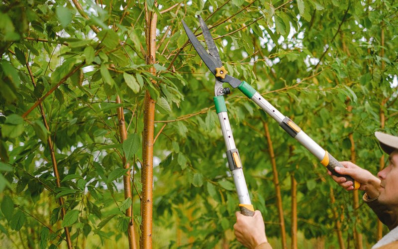 Tree trimming in Armuchee, GA